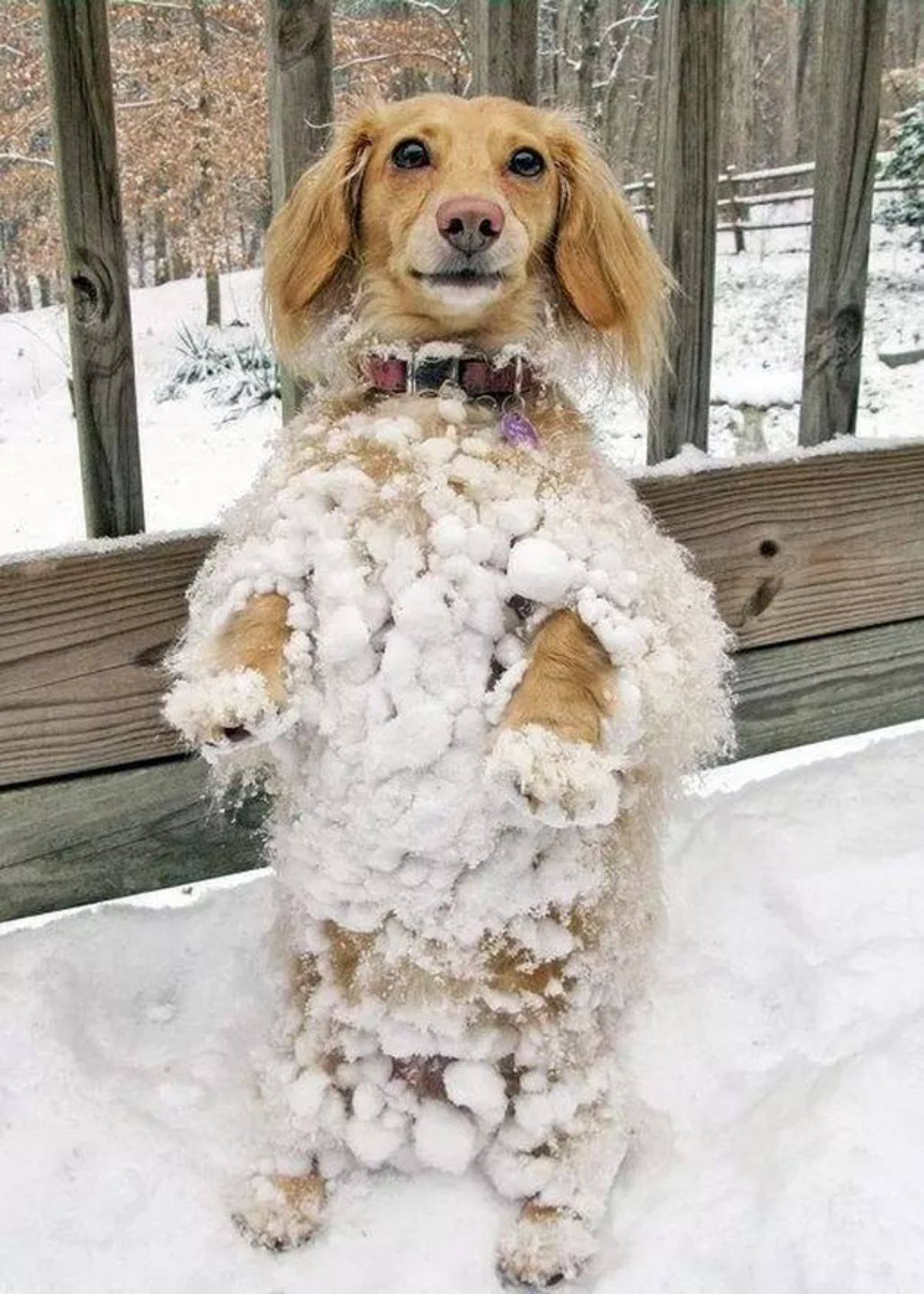 brown dog standing on hind legs on snow with the whole body having snow hanging on it