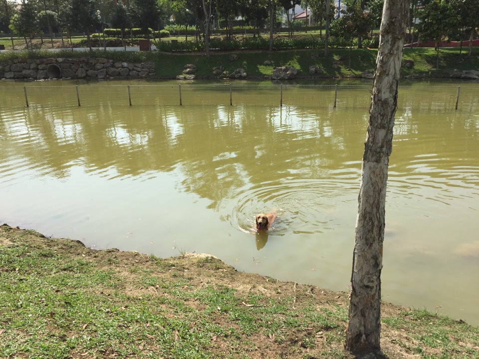brown dog swimming in a lake
