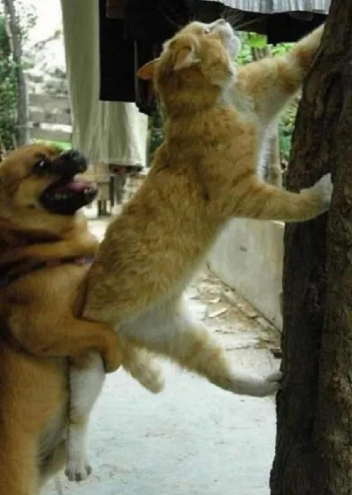 brown dog trying to hold back an orange and white cat trying to escape up a tree