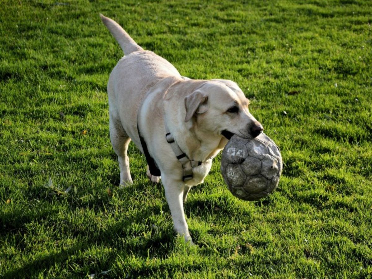 brown dog walking with a ball in its mouth on grass