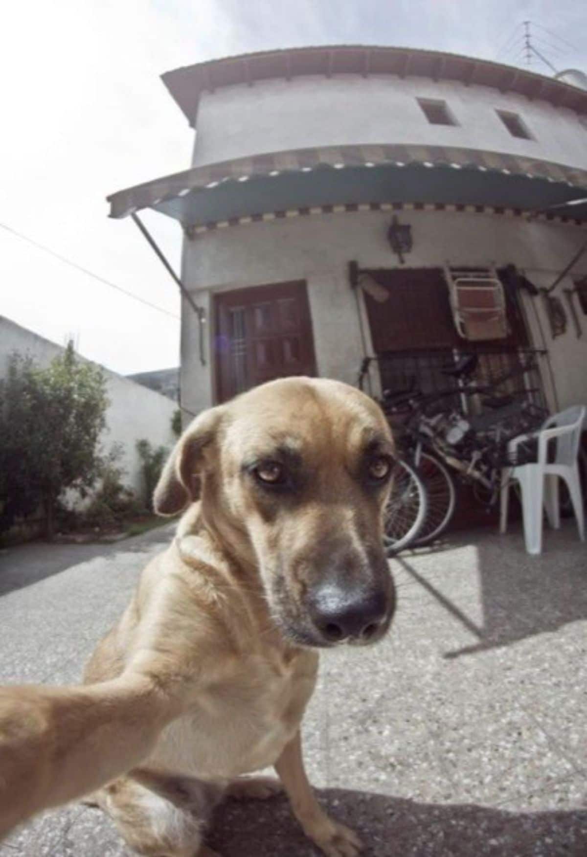 brown dog with one leg stretched out like it's taking a selfie