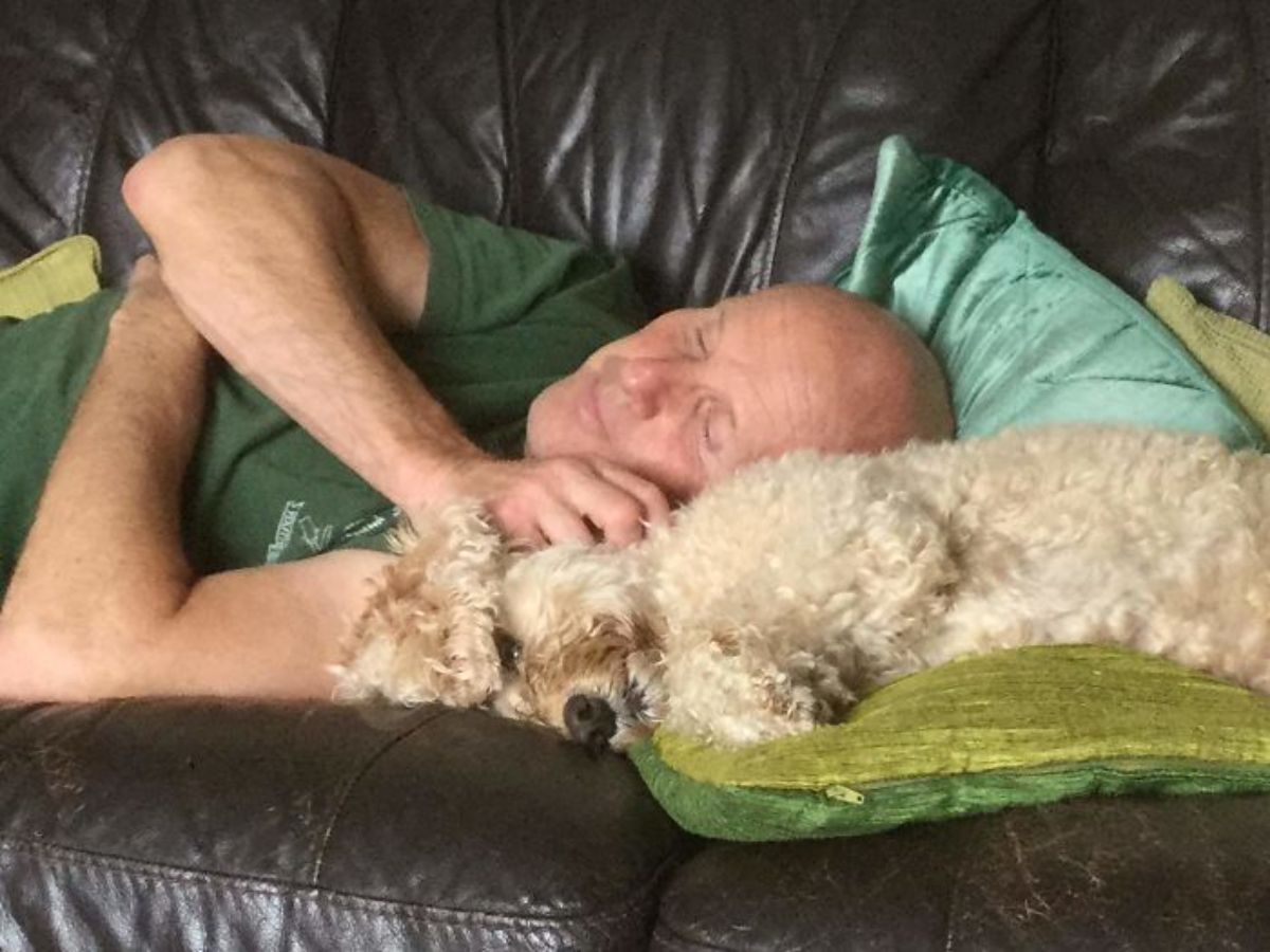 brown fluffy dog laying on a green cushion on a black sofa with an old man laying down and petting it
