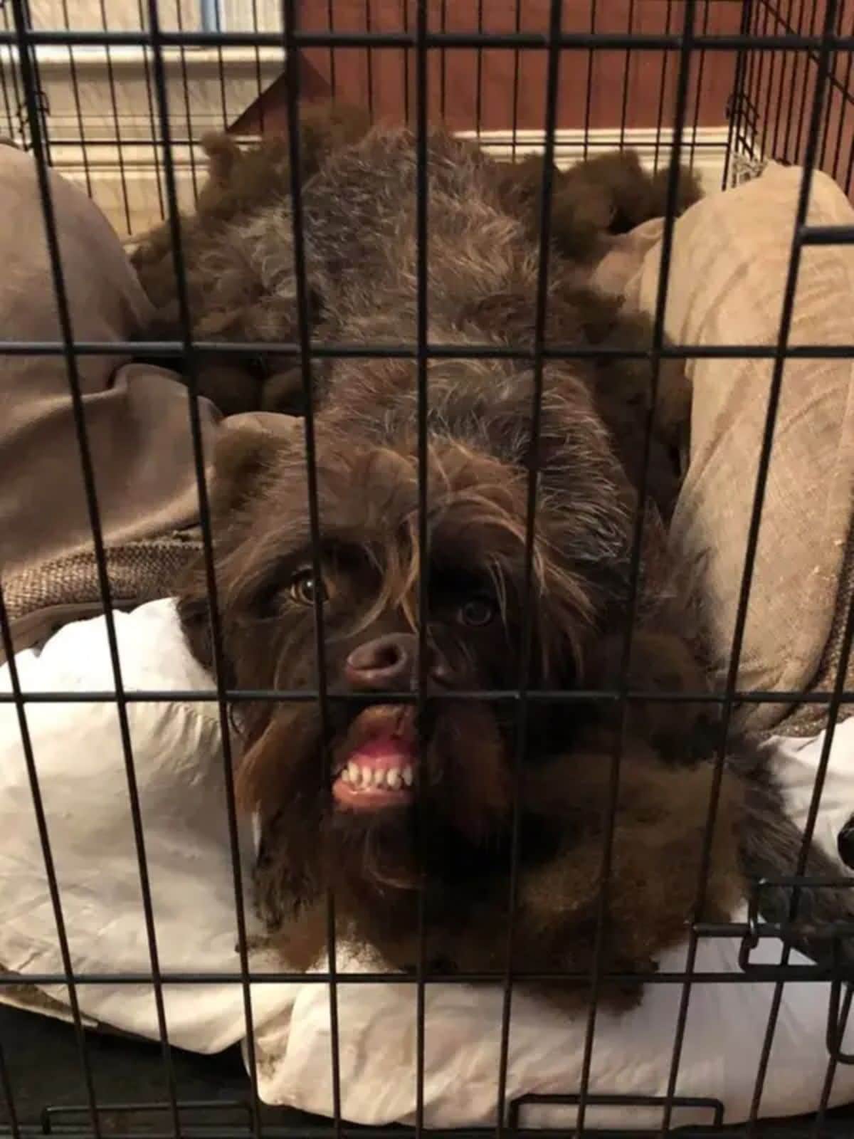 brown fluffy dog laying on a white dog bed in a crate with the nose against the cage with the teeth showing