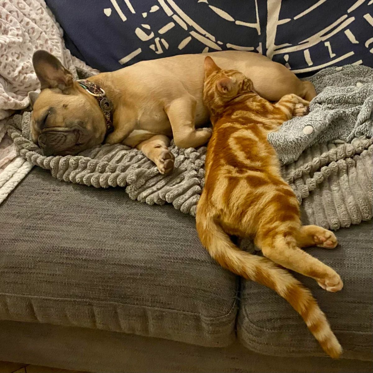 brown french bulldog and orange marbled cat sleeping together on a grey sofa