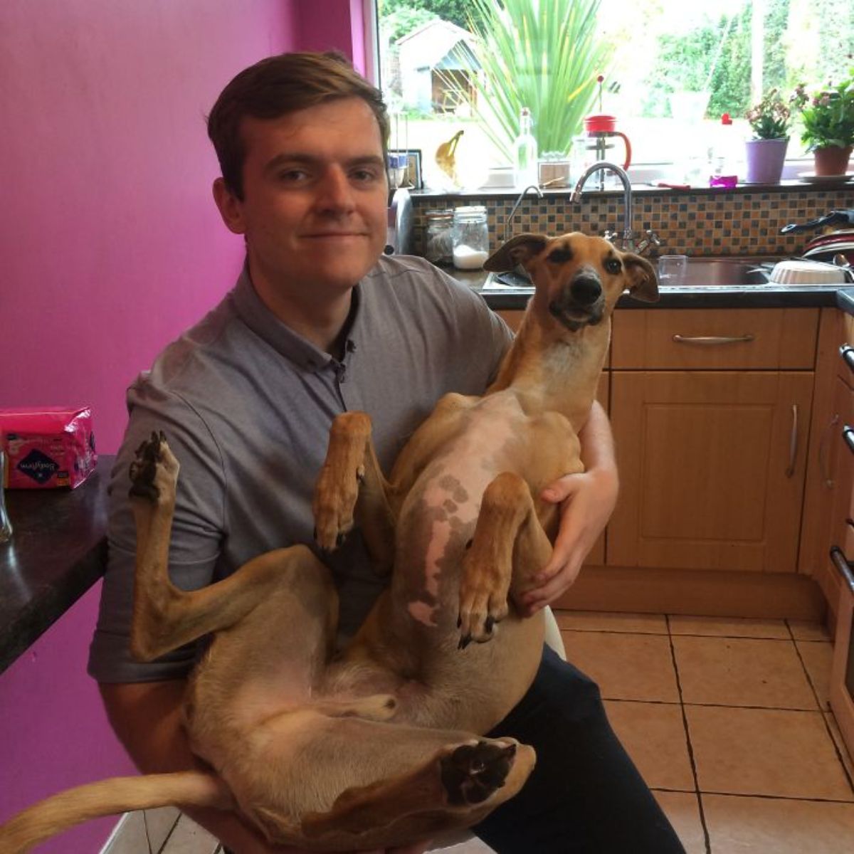 brown greyhound being held like a baby on a man's lap