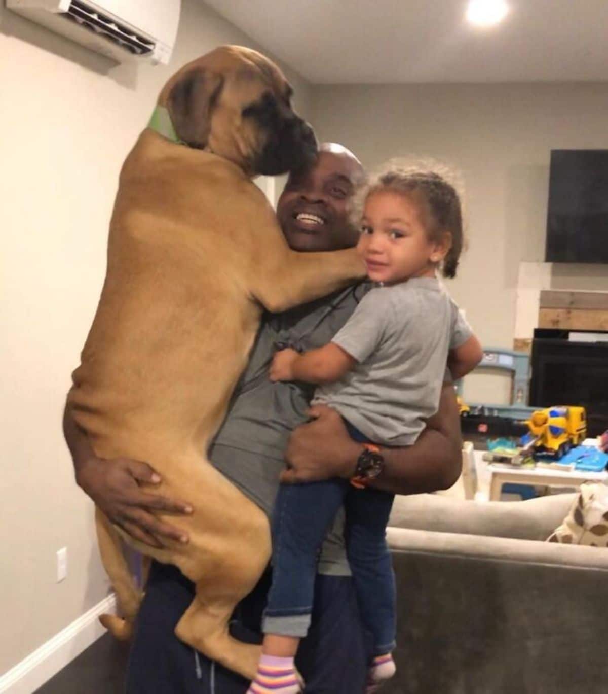 brown mastiff and toddler being carried by a man