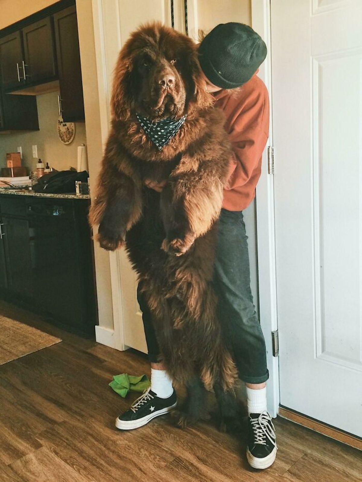 brown newfoundland standing on hind legs and being hugged by someone