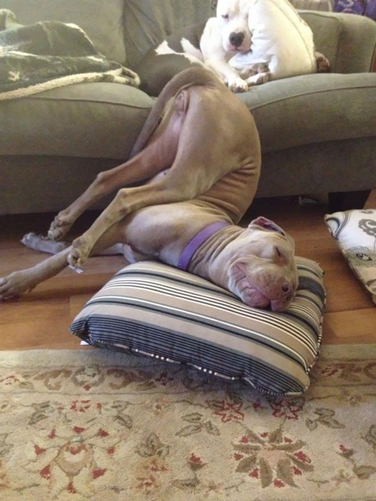 brown pitbull sleeping with the head on a cushion on the floor with the butt in the air