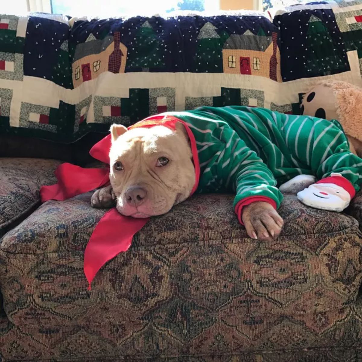 brown pitbull wearing a green red and white onesie