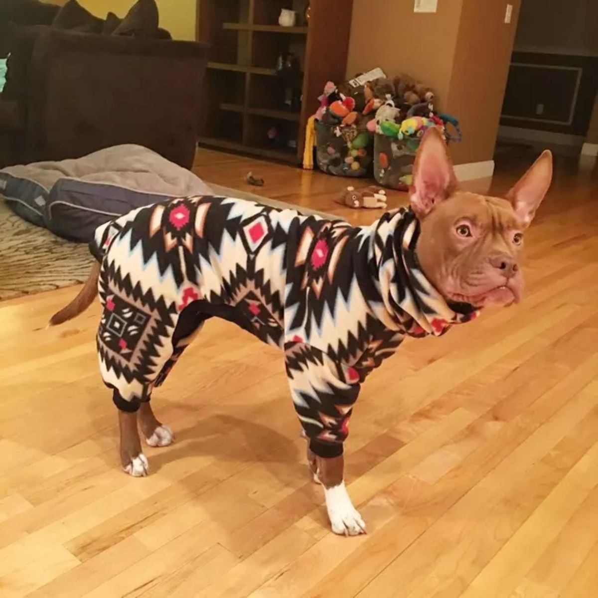brown pitbull wearing a white black and red onesie