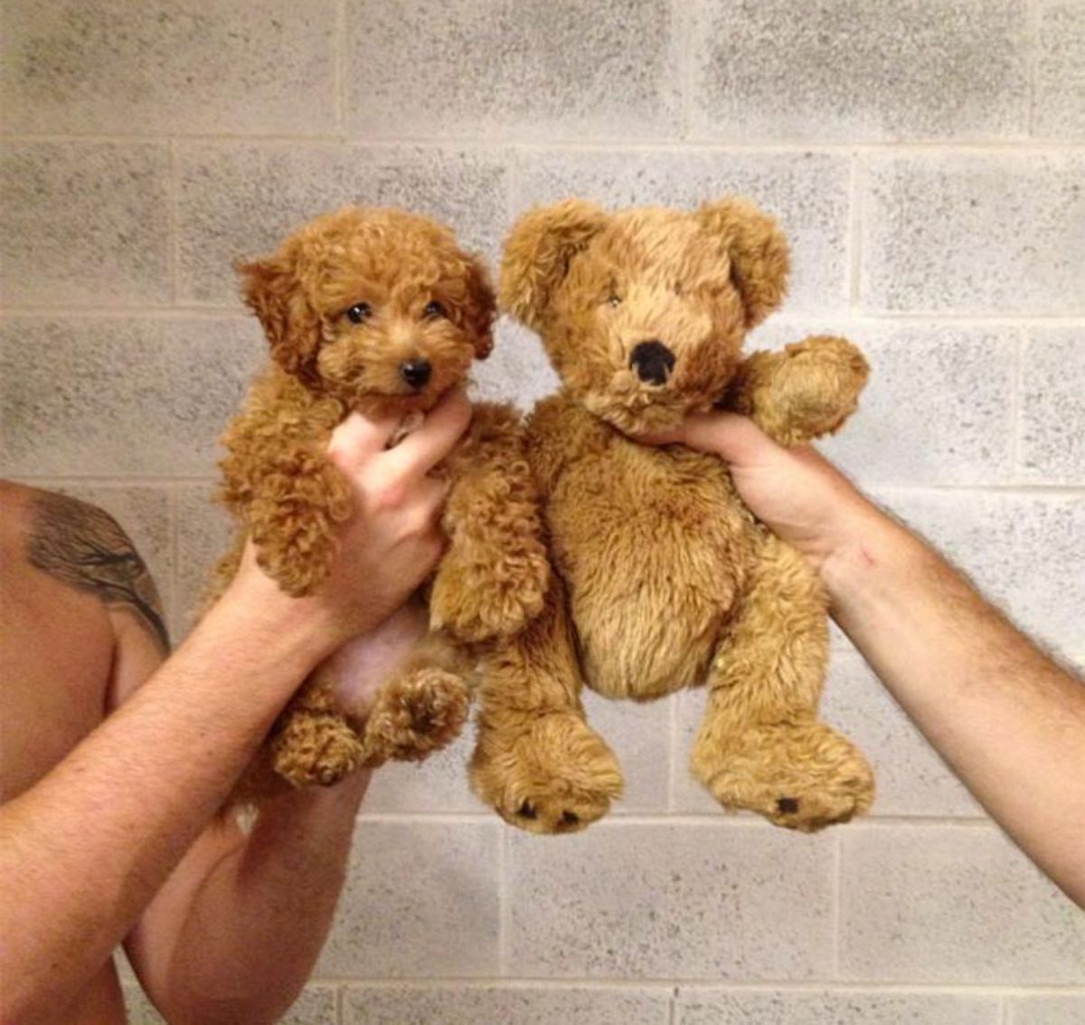 brown poodle puppy held up next to a brown teddy bear