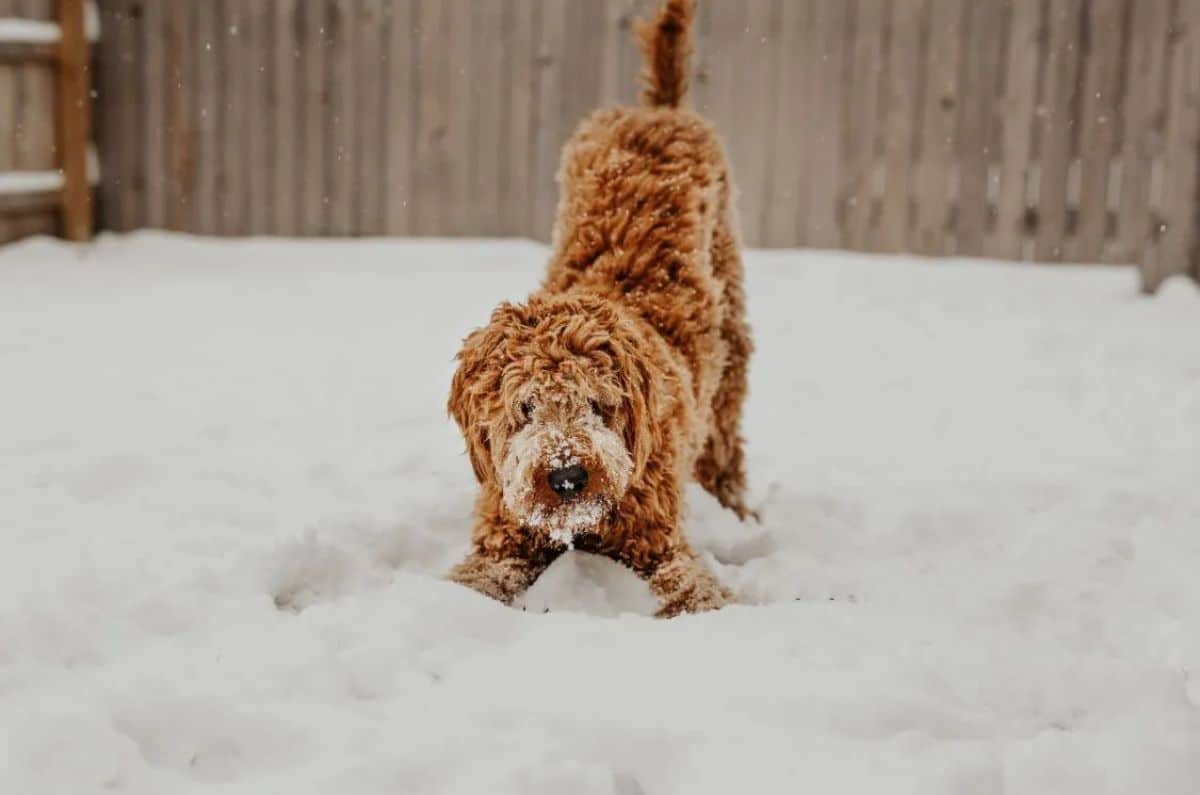 brown poodle standing in snow with snow on its face