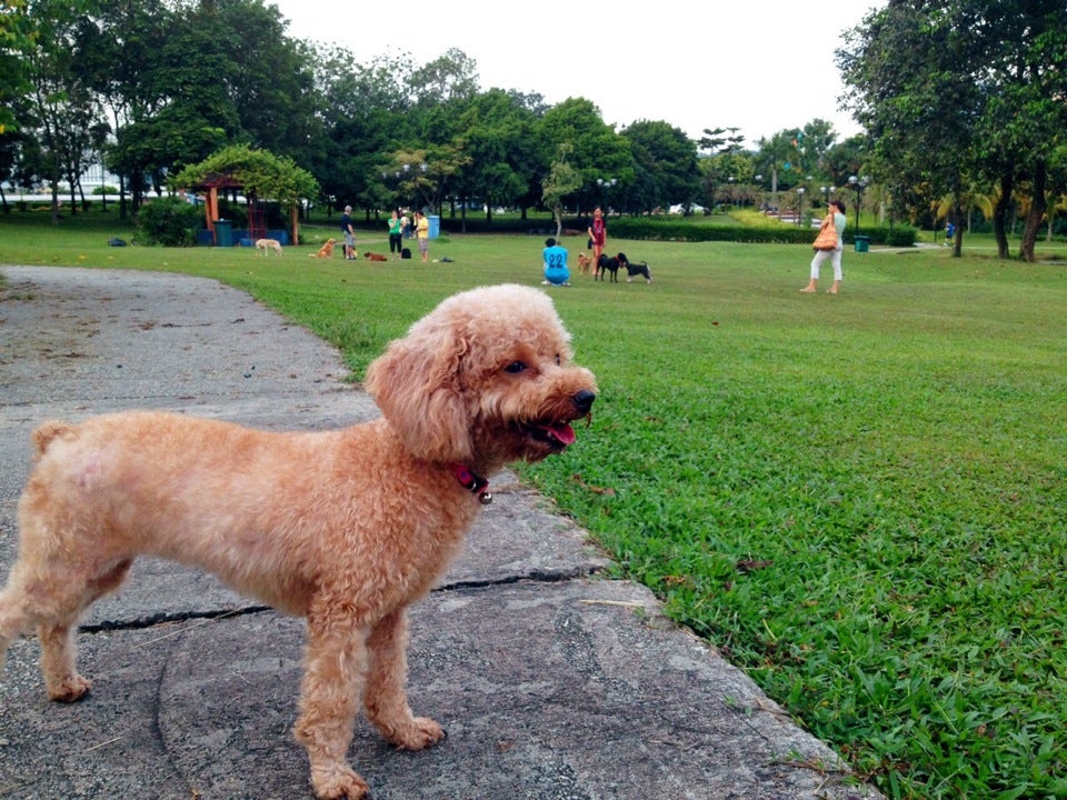 brown poodle standing on a path in a dog park