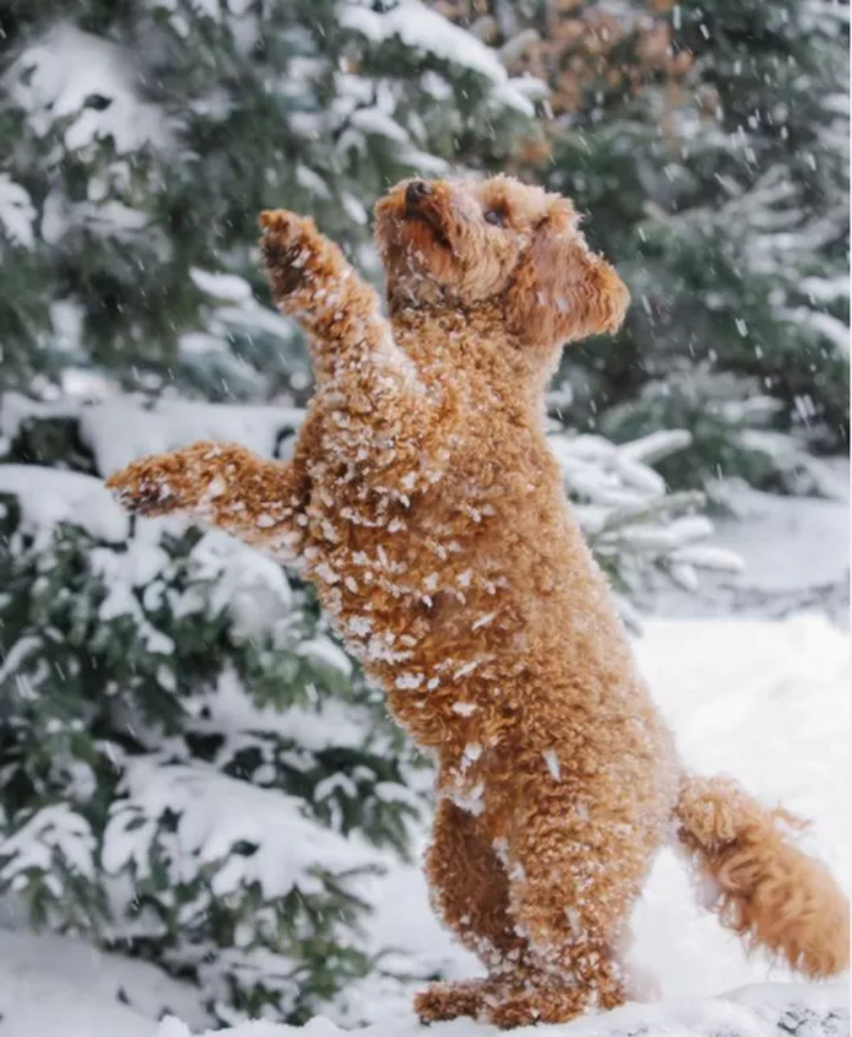 brown poodle standing on hind legs and playing in snow