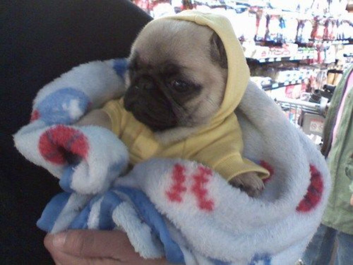 brown pug puppy wearing a yellow onesie with a hoodie and being swaddled in a blanket
