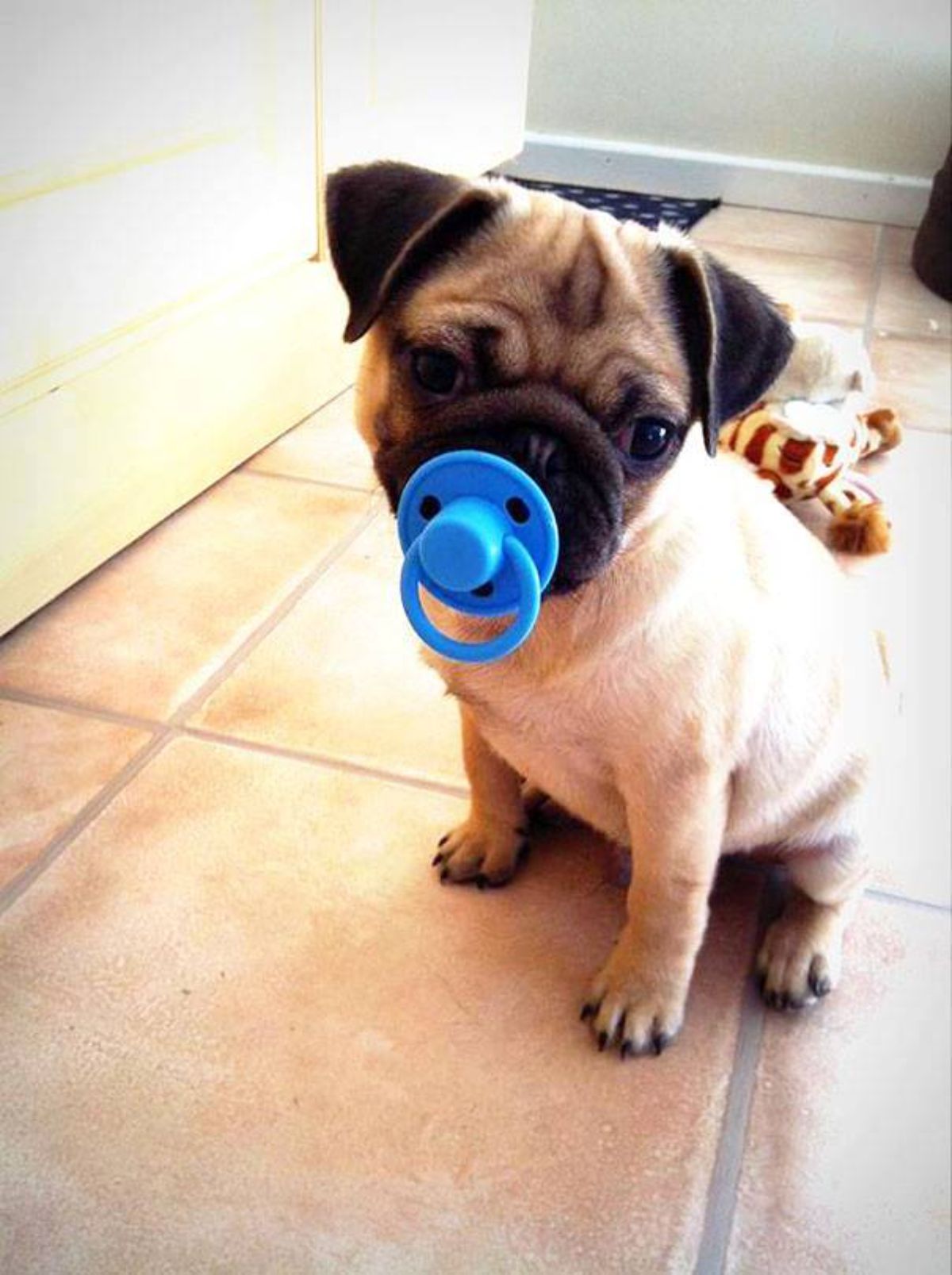brown pug with a blue pacifier in its mouth