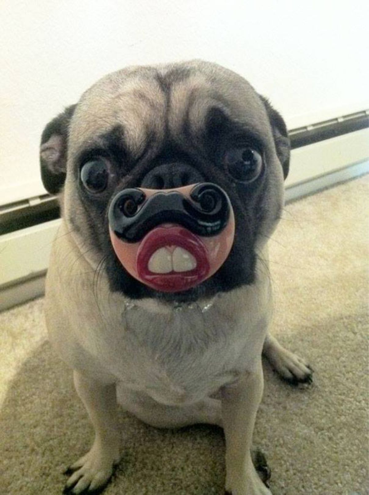 brown pug with a toy that has a black curly moutsache, red lips and large front teeth on it