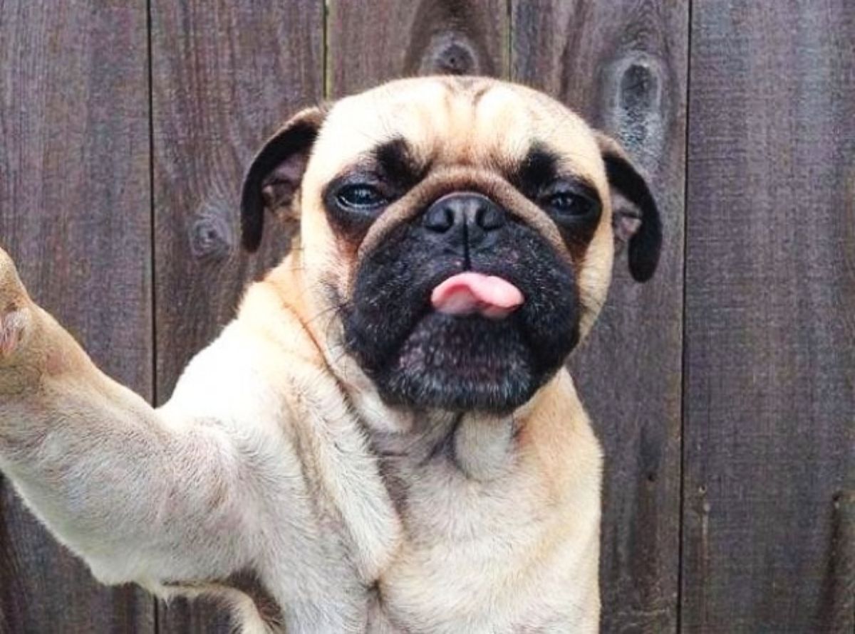 brown pug with the tongue sticking out with the leg out like it's taking a selfie