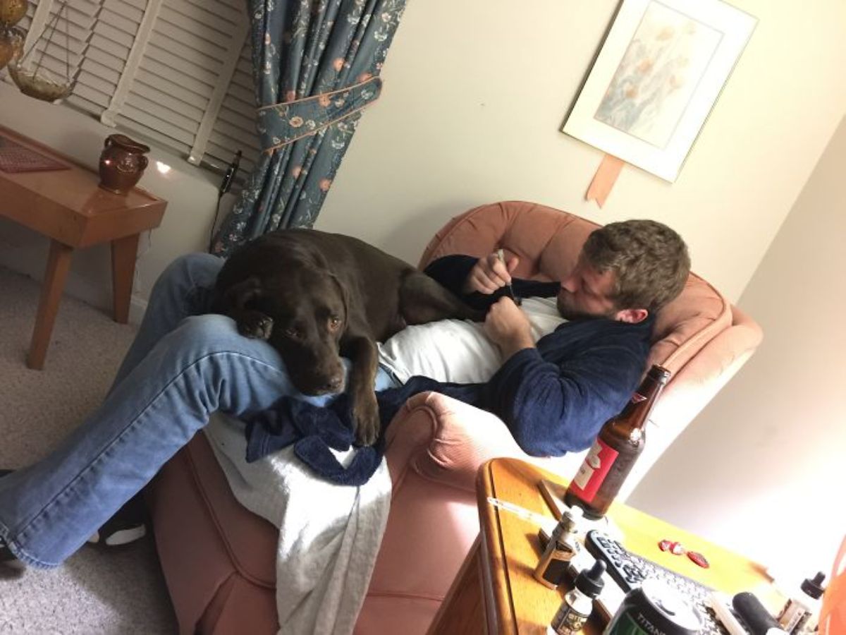 chocolate labrador retriever laying on a man's lap