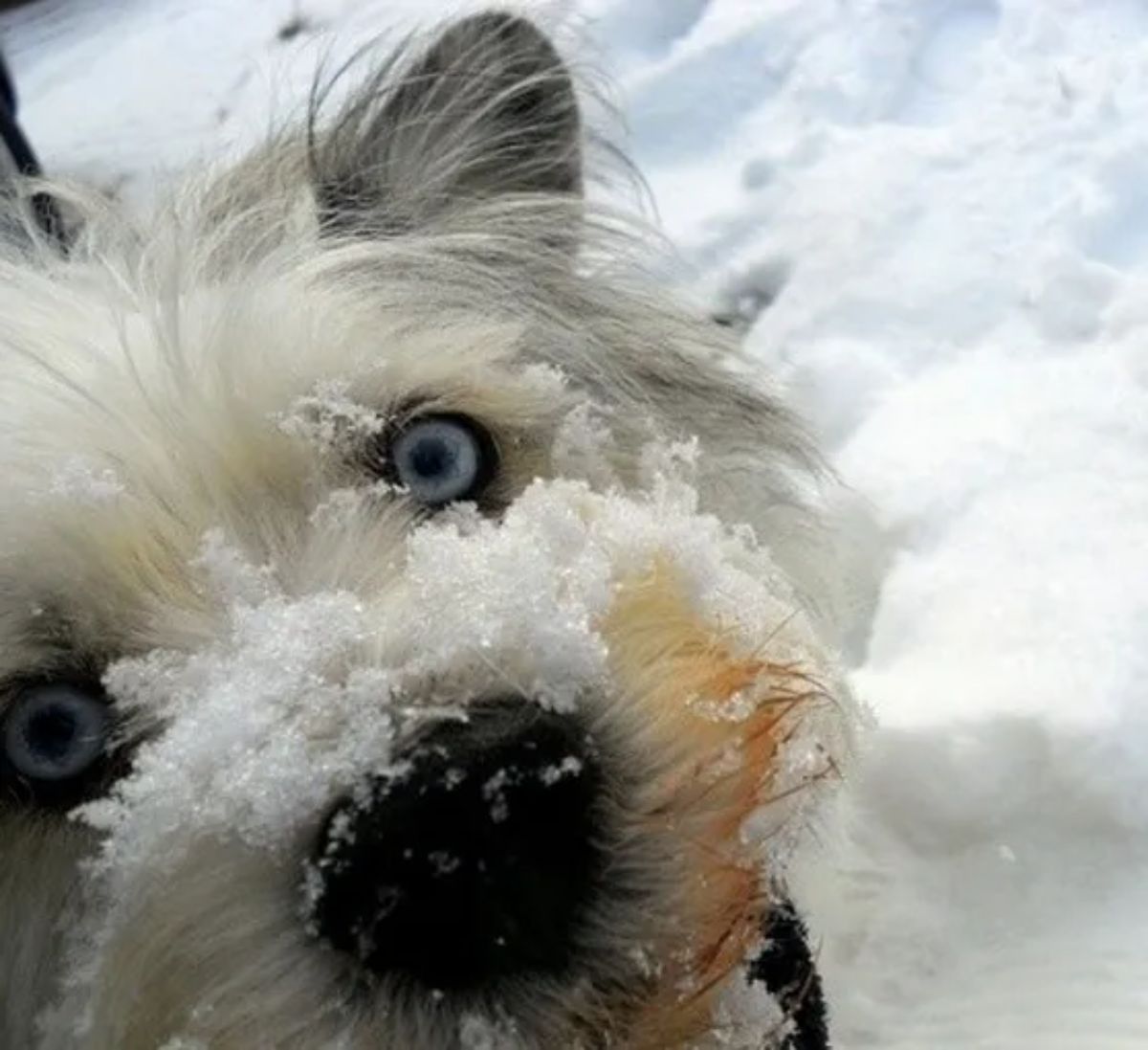 close up of fluffy white black and brown dog with snow on its face