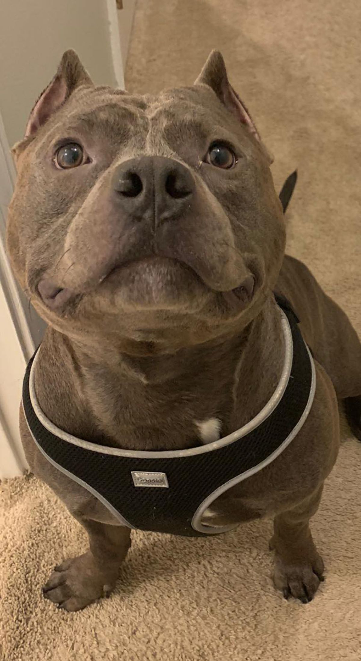 close up of smiling grey pitbull's face wearing a black and grey harness