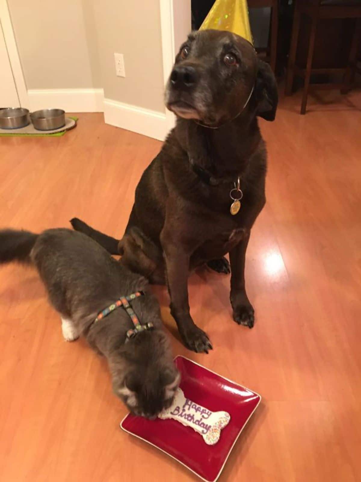 confused black dog in a party hat with a grey and white cat eating the dog's birthday cake on a red plate