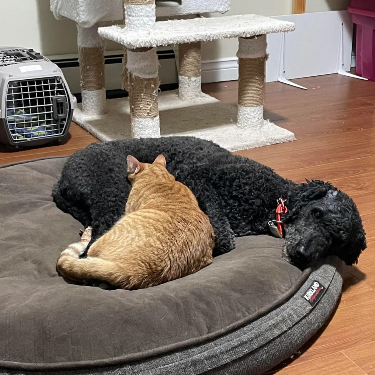 curly haired black dog laying on a brown dog bed with the head off the bed and an orange cat is cuddling with it