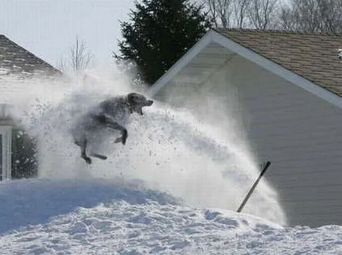 dog caught mid air with snow being blown in its direction