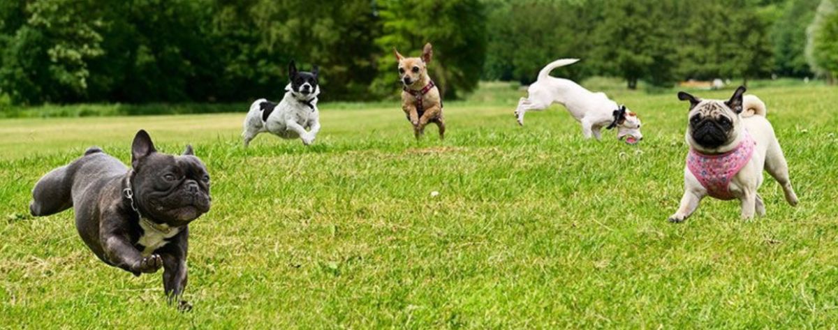 five dogs playing on grass together