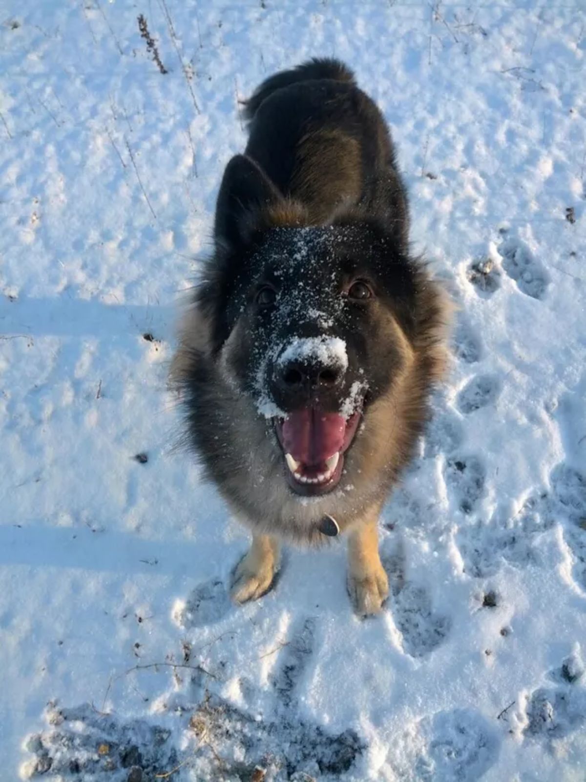 fluffy black and brown german shepherd standing in snow with snow on its face