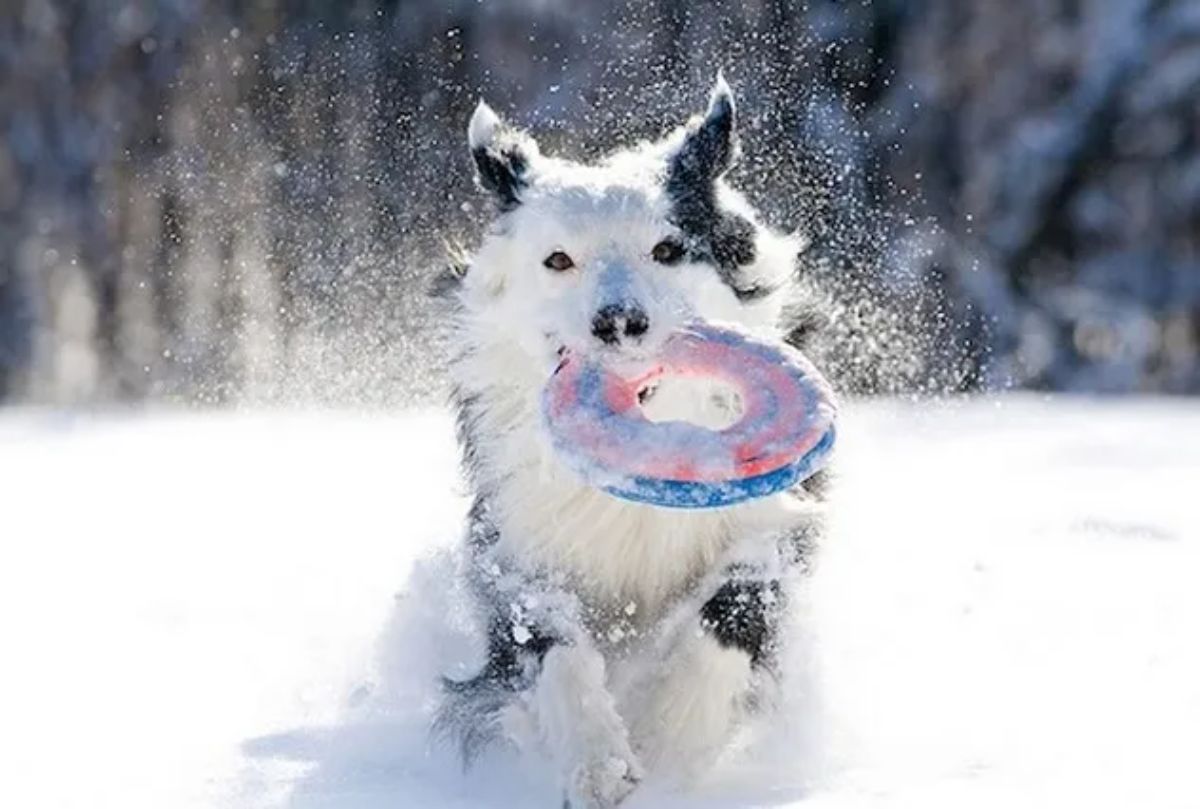 fluffy black and white dog with a pink and blue frisbee running through the snow