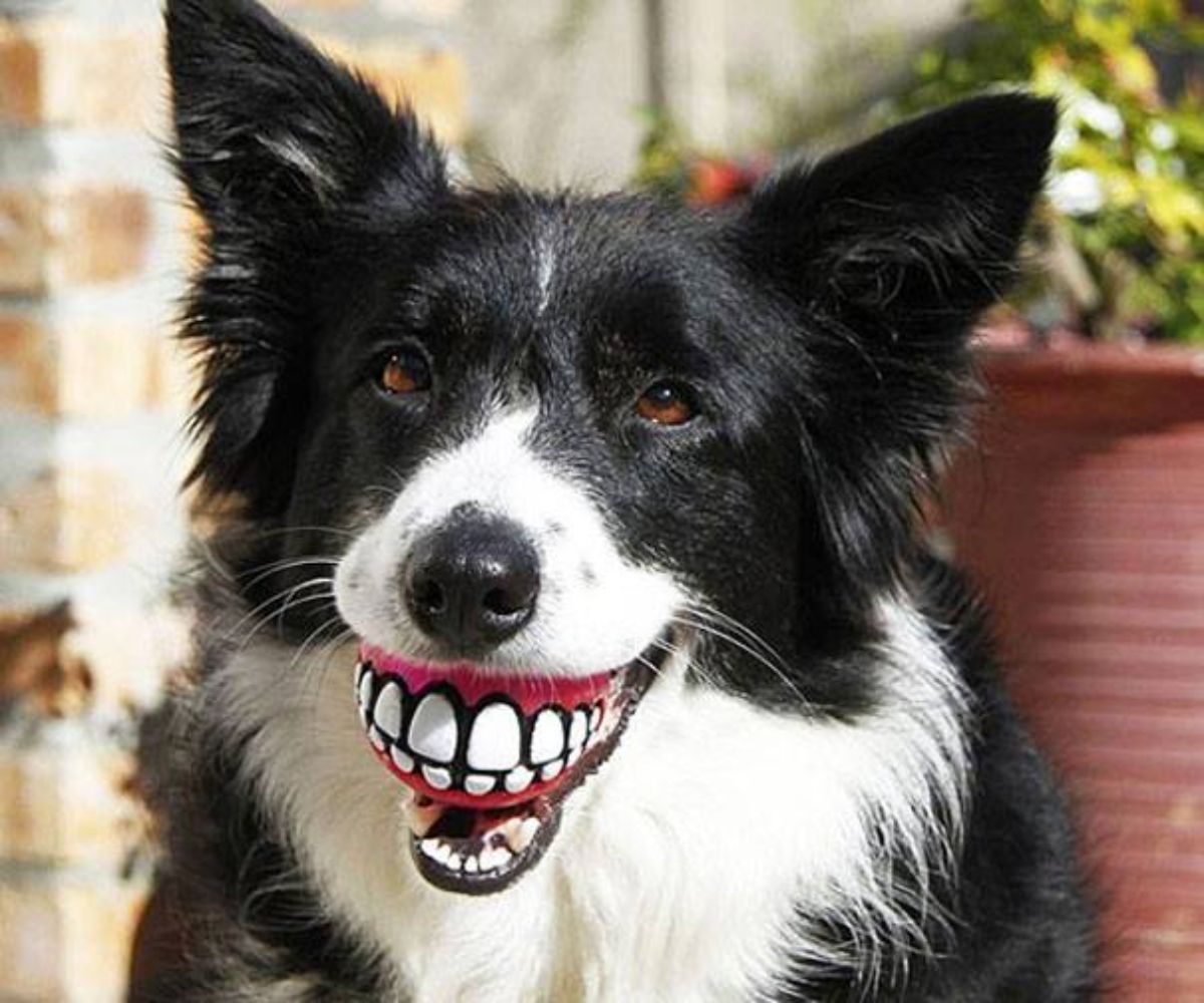 fluffy black and white dog with a red white and and black ball that has teeth painted on it like a mouth