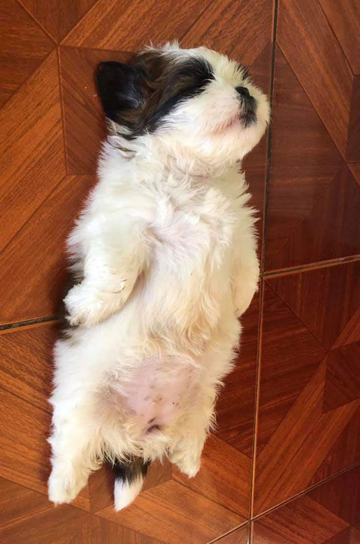 fluffy black and white small dog sleeping belly up with the legs straightened out