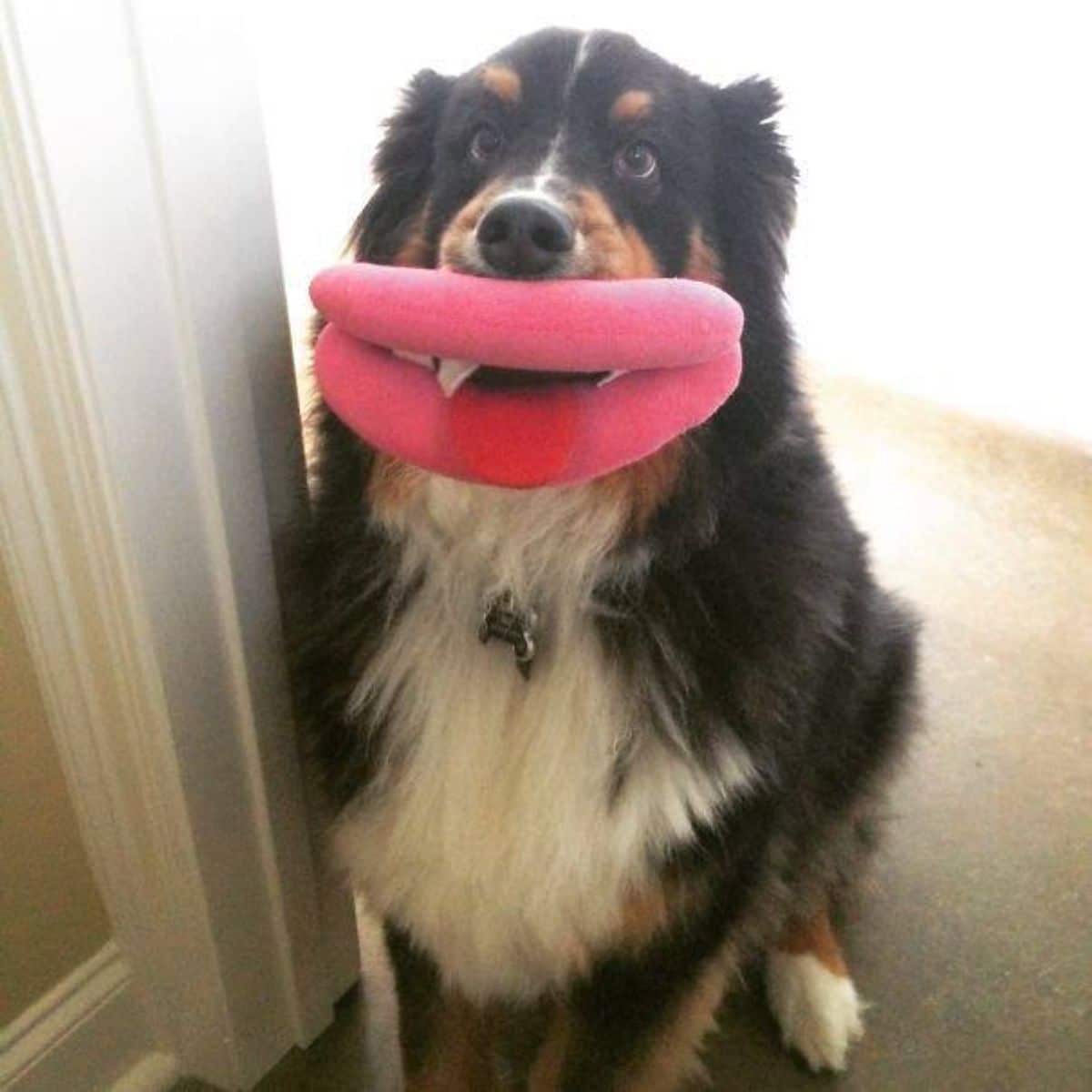 fluffy black brown and white bernese mountain dog with a large pink lip toy in its mouth