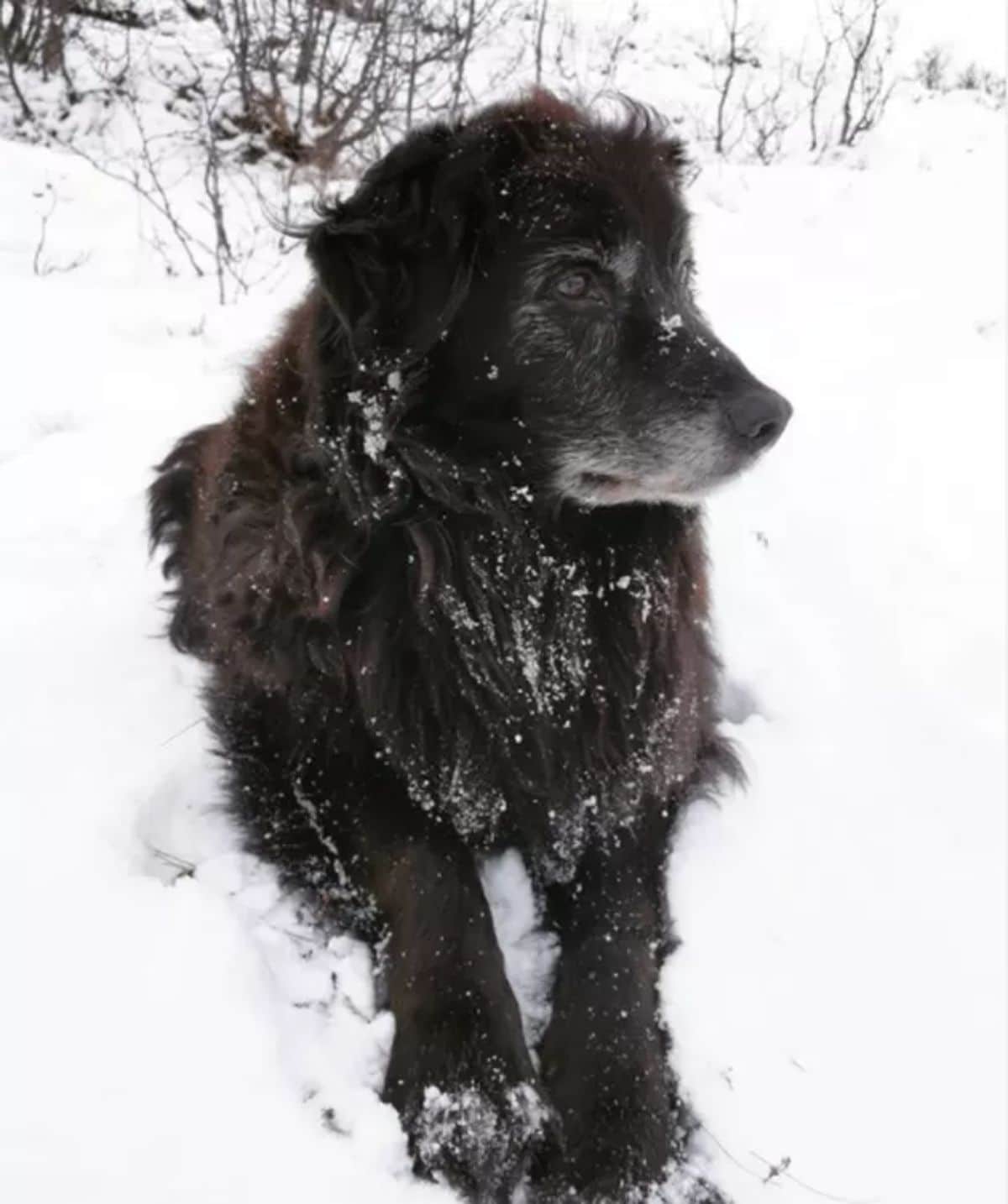 fluffy black dog standing in snow