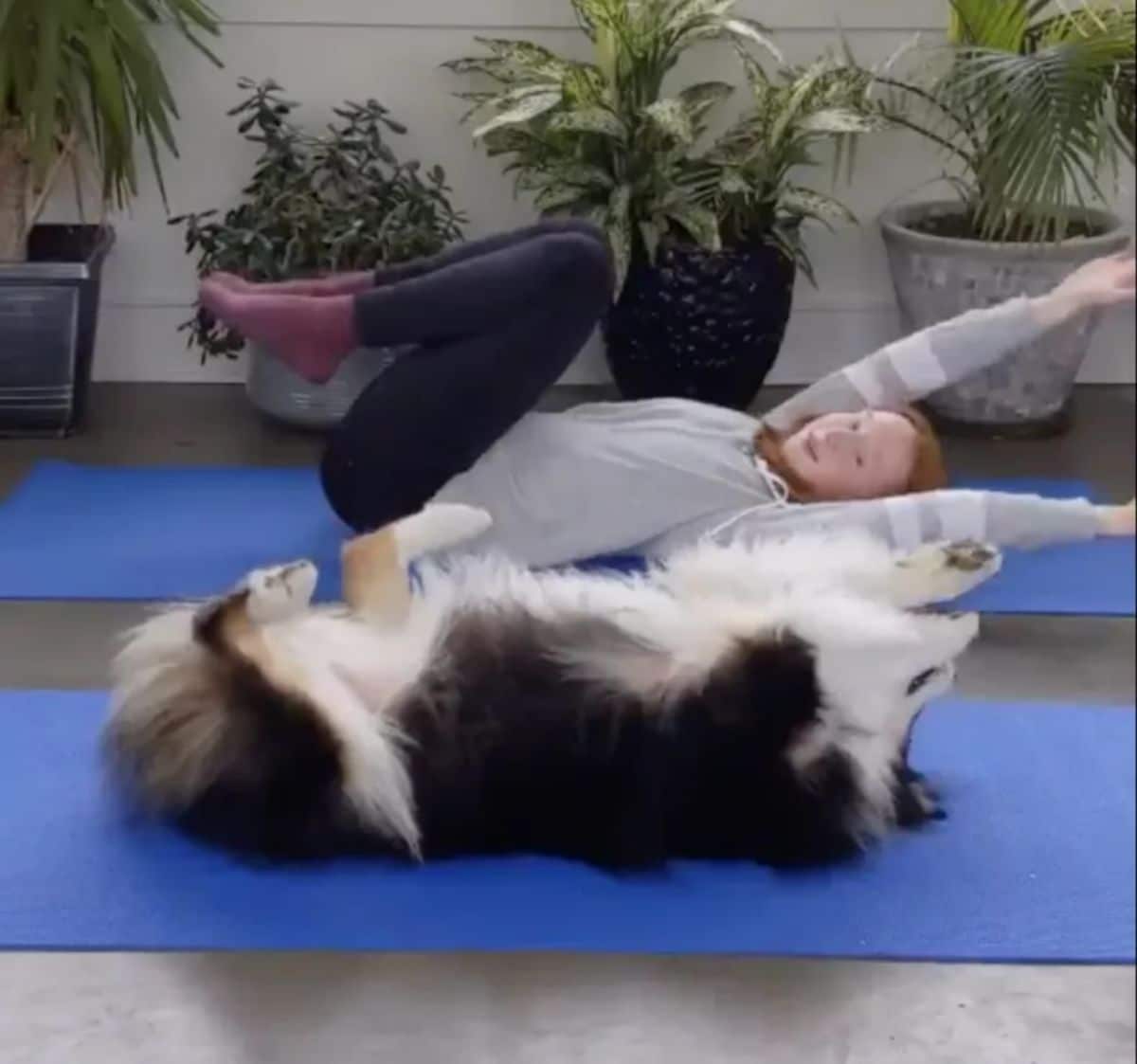 fluffy black white and brown dog laying belly up on a blue yoga mat next to a woman doing the same