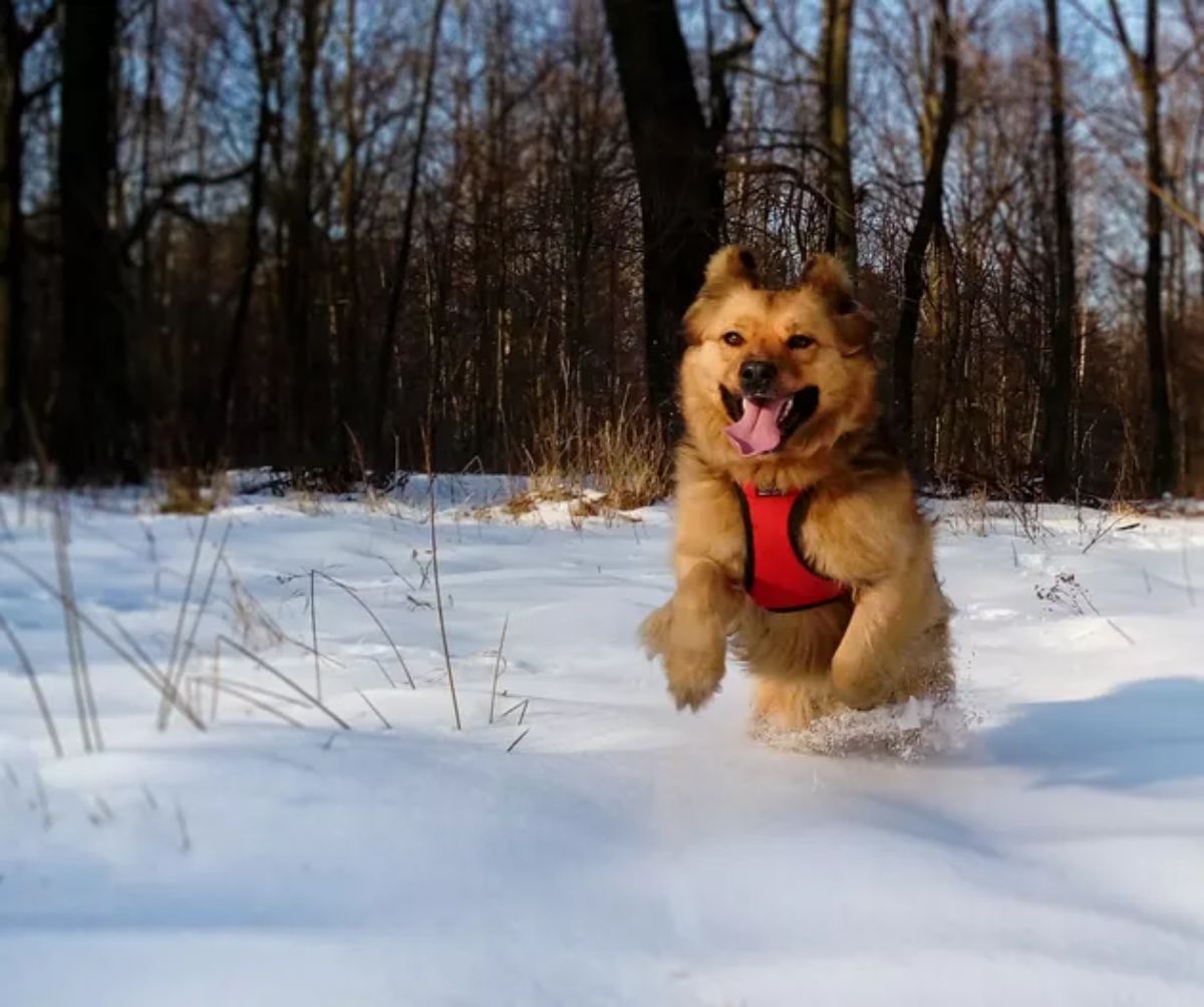 fluffy brown and black dog running in snow wearing a red and black harness