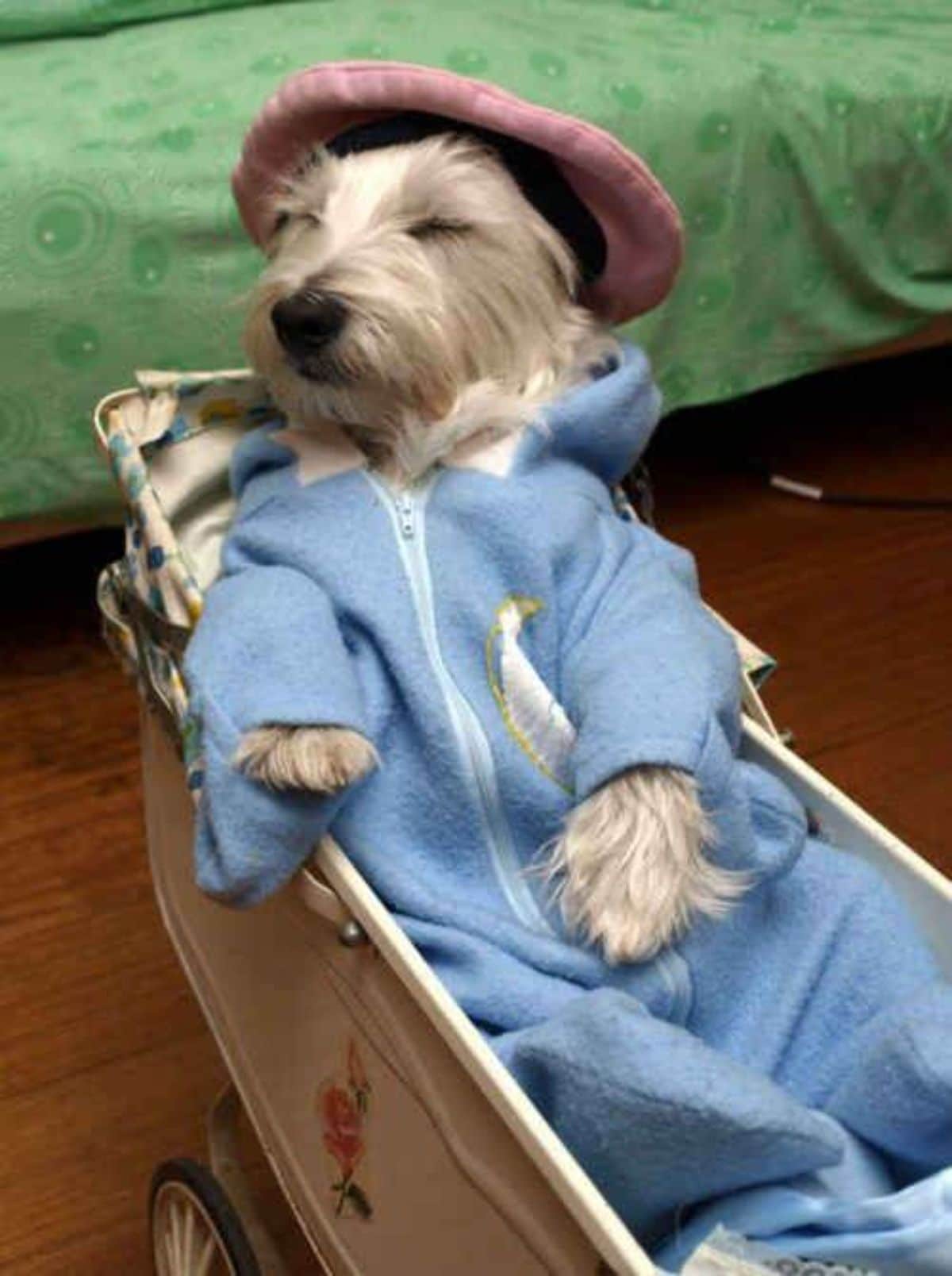 fluffy brown and white dog in a blue onesie and a red hat sitting on a chair