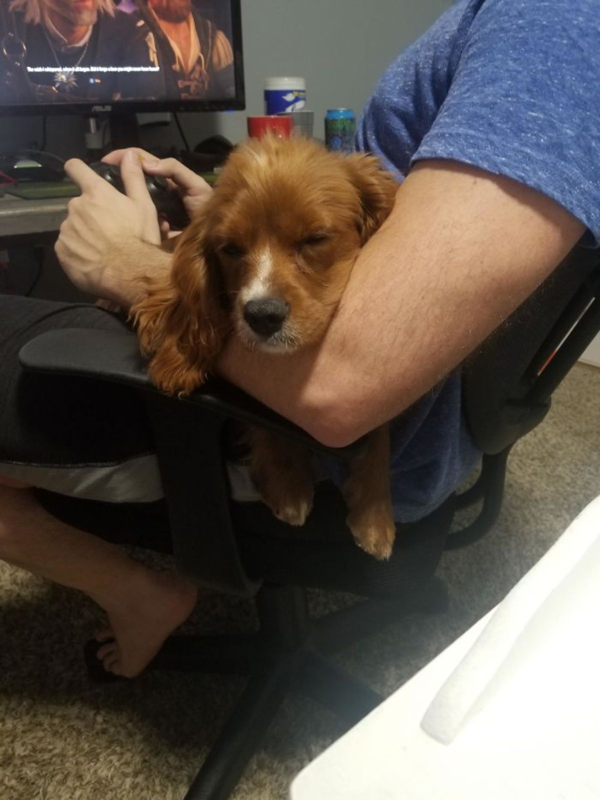 fluffy brown and white dog sleeping in a man's arms while he's playing a video game