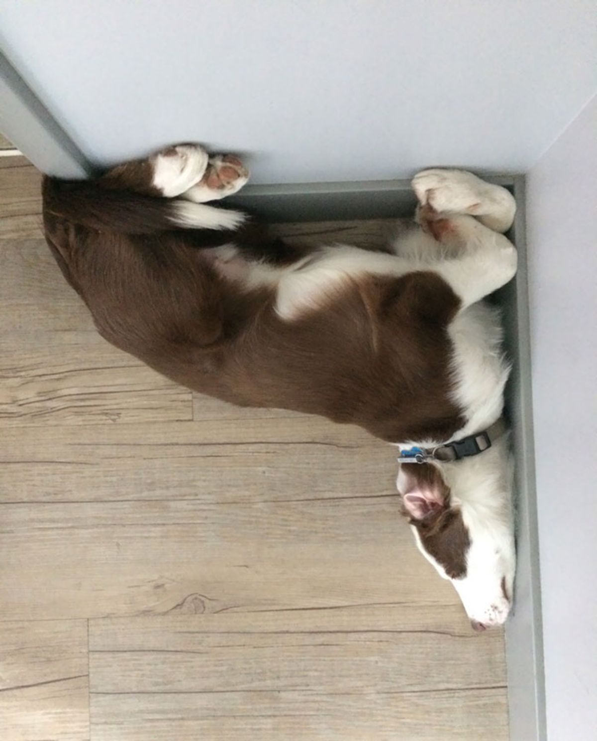 fluffy brown and white dog sleeping with the feet against a wall