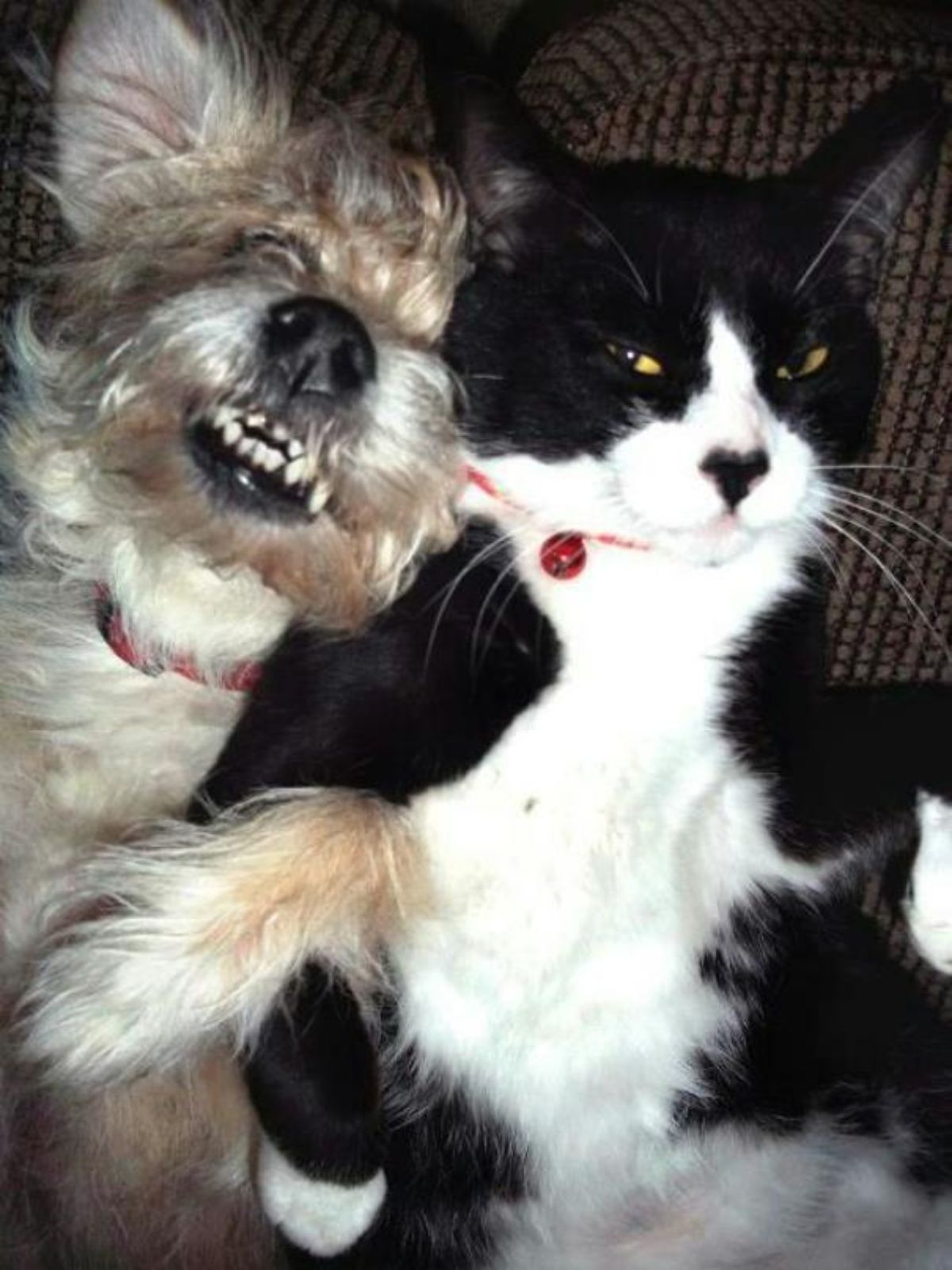 fluffy brown and white dog with teeth showing laying against an annoyed black and white cat