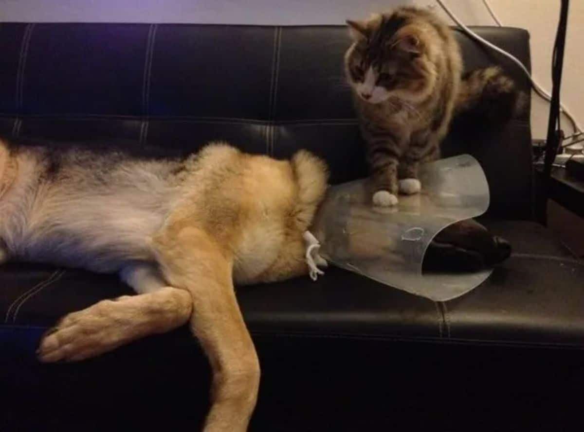 fluffy brown and white tabby cat standing on the plastic cone worn by a black and brown german shepherd laying on a black sofa