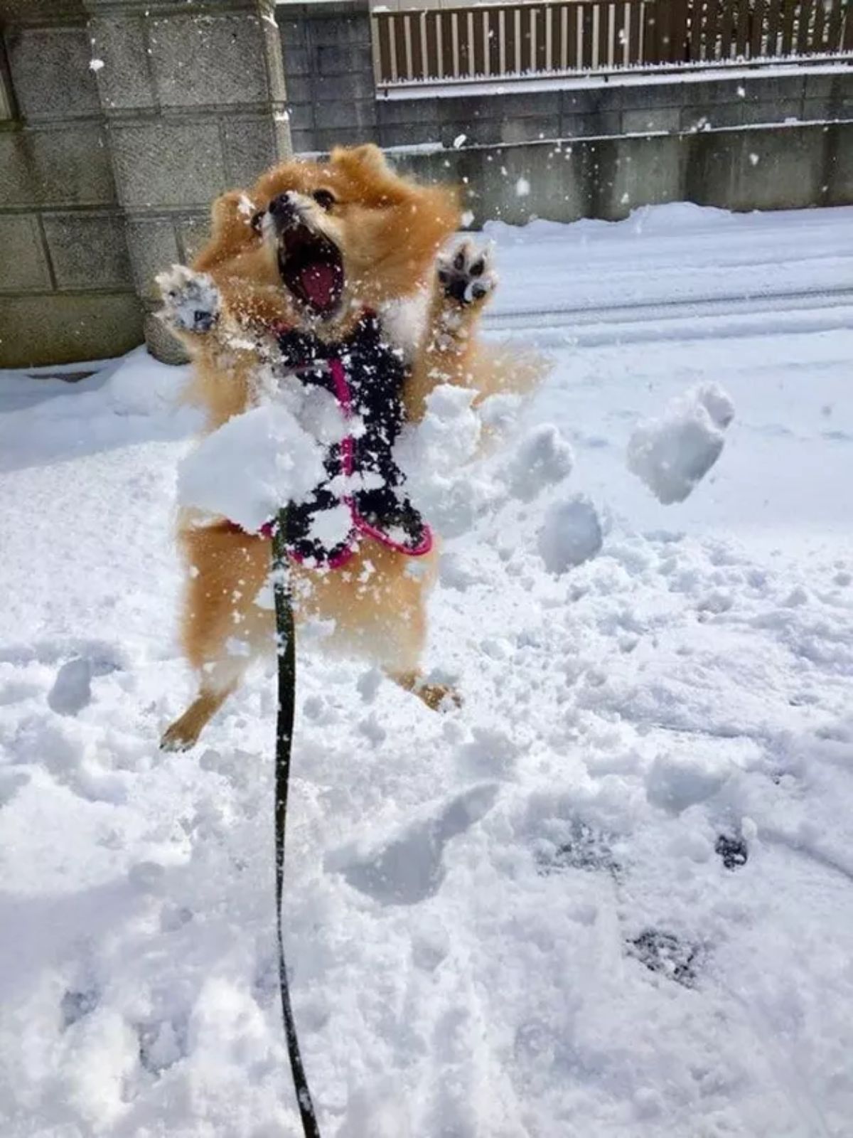 fluffy brown pomeranian in a black harness jumping up with snow hitting its body