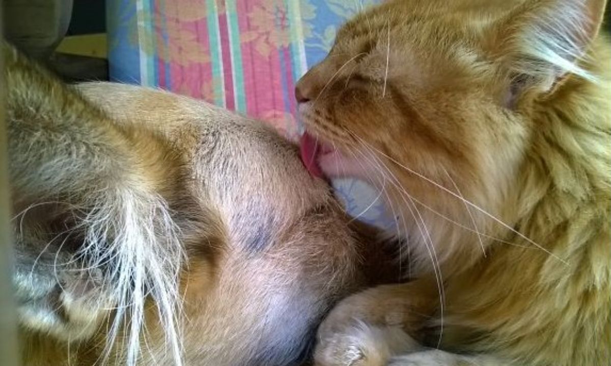 fluffy orange cat licking a brown dog's face