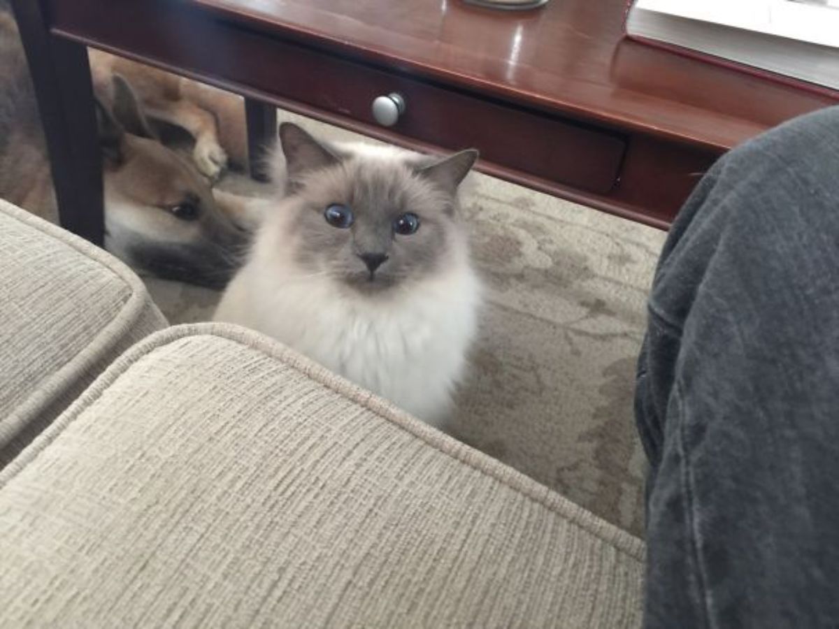 fluffy white and grey cat looking surprised with a brown and white dog behind it