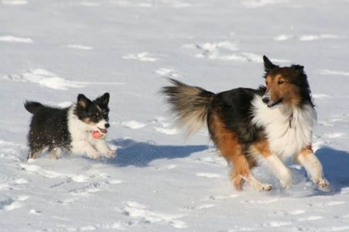 fluffy white black and brown collie running in snow being chased by a small black and white dog