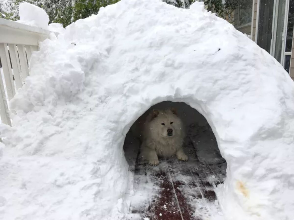 fluffy white dog laying inside a snow fort