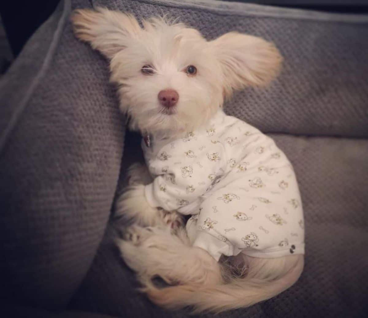 fluffy white dog wearing a white onesie with black patterns on it