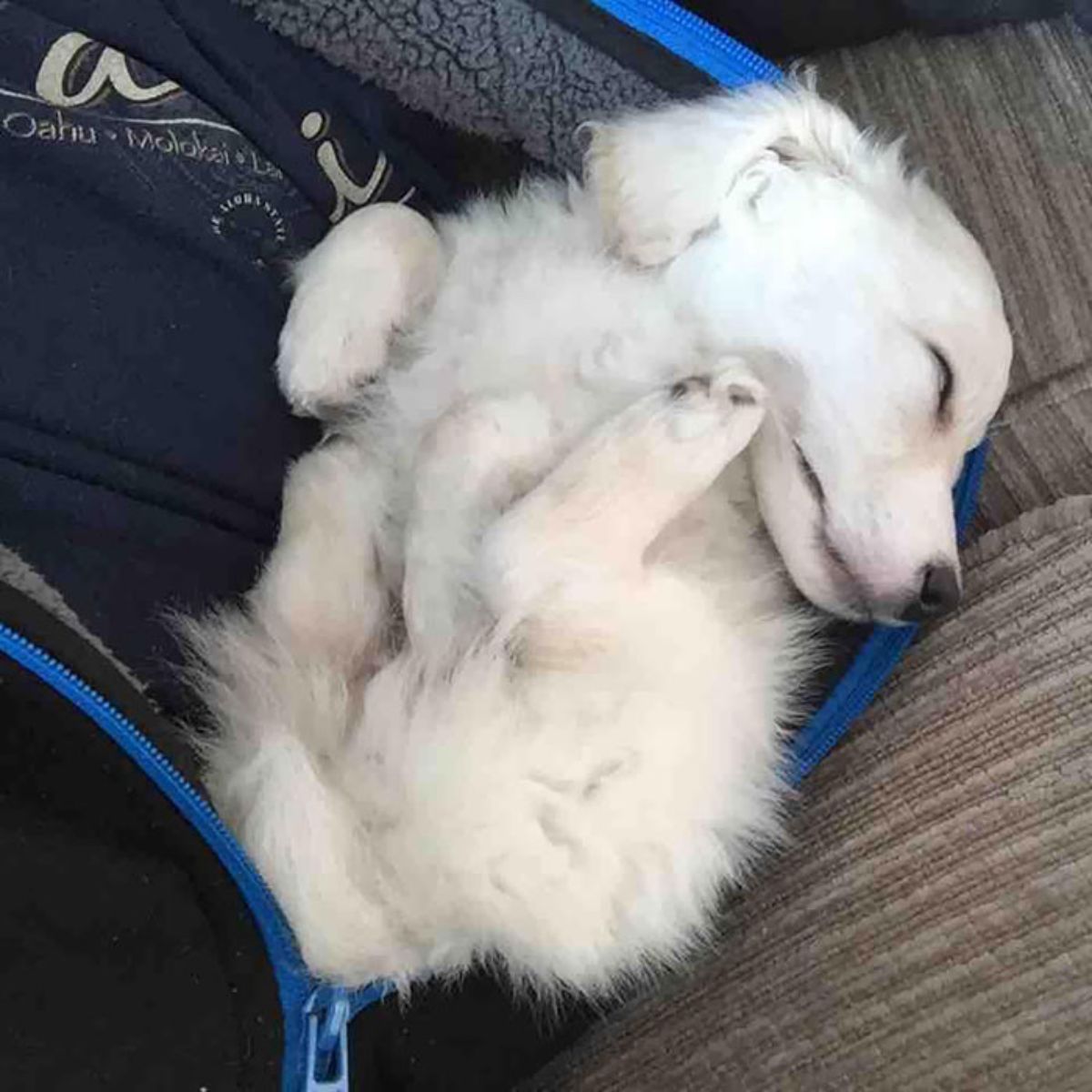 fluffy white puppy sleeping belly up on someone's lap