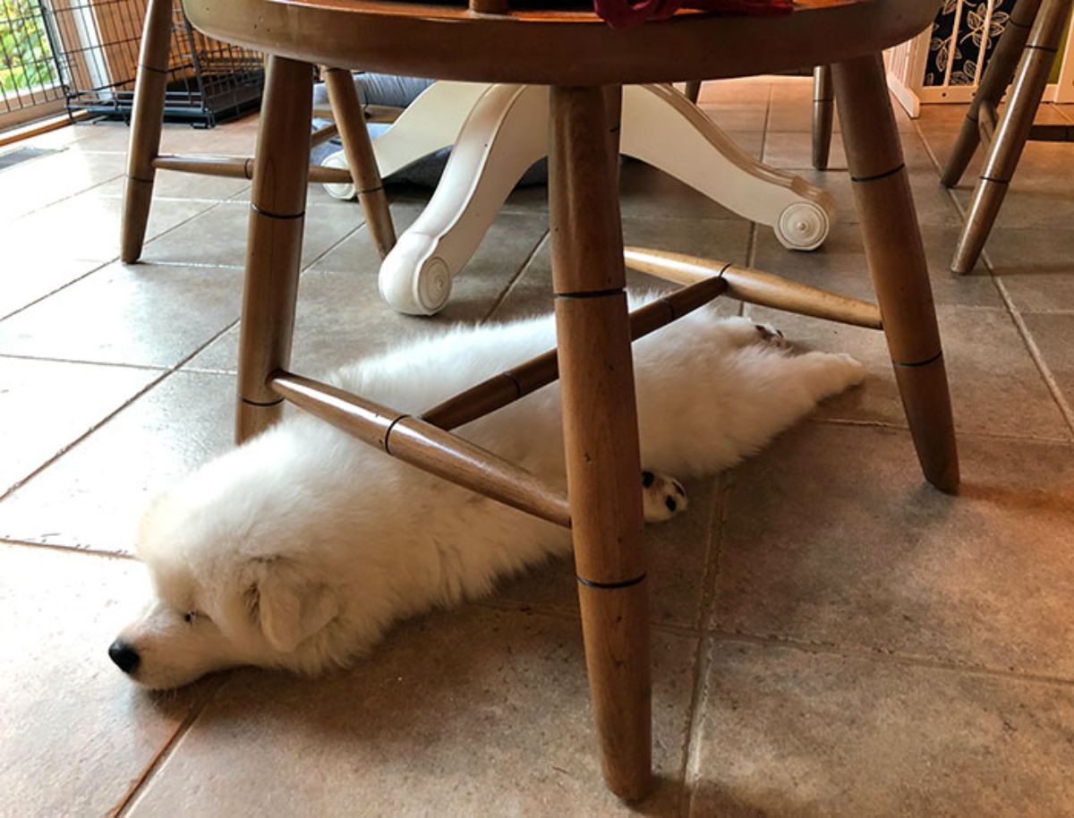fluffy white samoyed puppy laying on the floor with the limbs straightened out